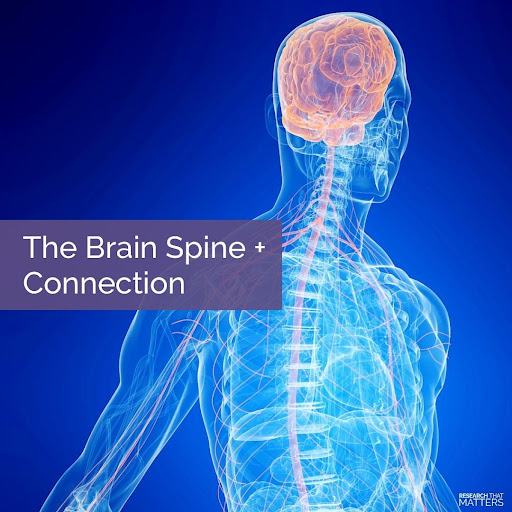 brain-spine-connection